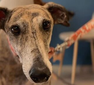 Un galgo asoma la cabeza junto a la mesa
